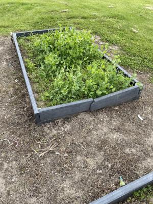 LaLumier Elementary School community garden site. 